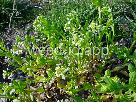 pennycress, field